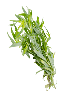 Wholesale Aromatic herbs - ALK fresh specialized supplier